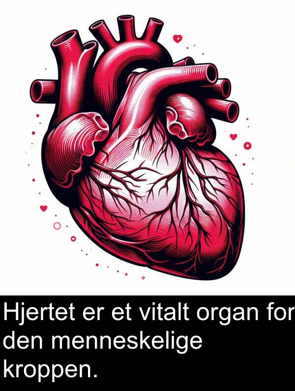 organ: Hjertet er et vitalt organ for den menneskelige kroppen.