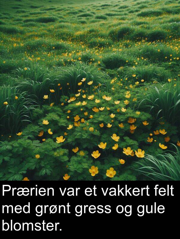 vakkert: Prærien var et vakkert felt med grønt gress og gule blomster.