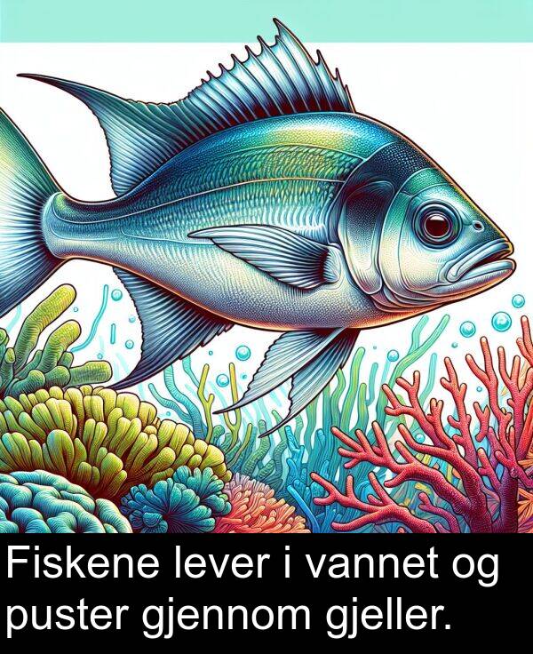 vannet: Fiskene lever i vannet og puster gjennom gjeller.