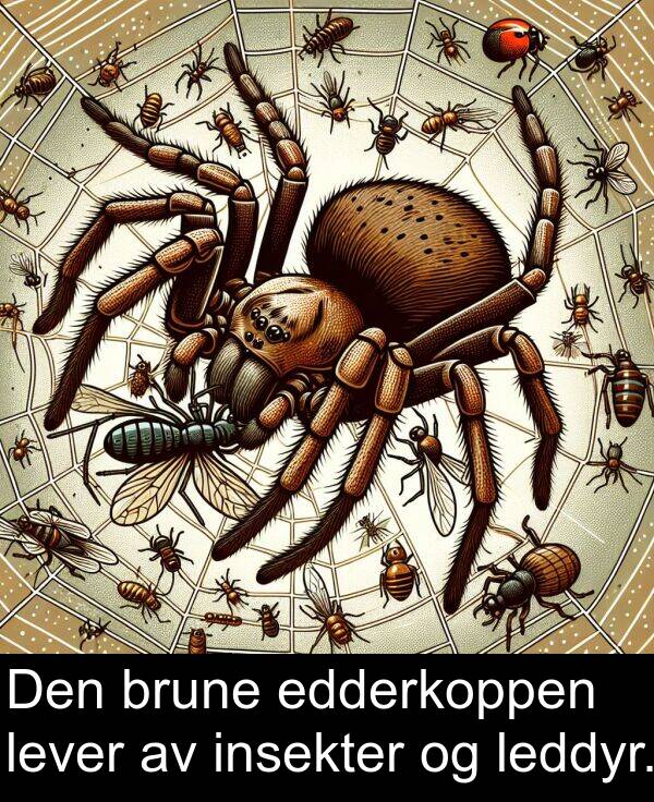 edderkoppen: Den brune edderkoppen lever av insekter og leddyr.