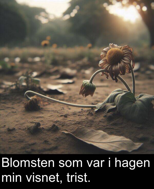 hagen: Blomsten som var i hagen min visnet, trist.