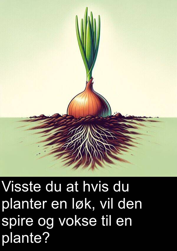 planter: Visste du at hvis du planter en løk, vil den spire og vokse til en plante?