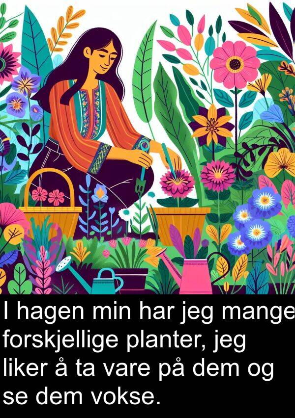 dem: I hagen min har jeg mange forskjellige planter, jeg liker å ta vare på dem og se dem vokse.