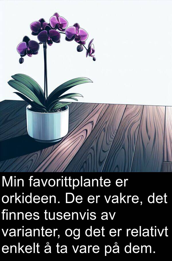 enkelt: Min favorittplante er orkideen. De er vakre, det finnes tusenvis av varianter, og det er relativt enkelt å ta vare på dem.