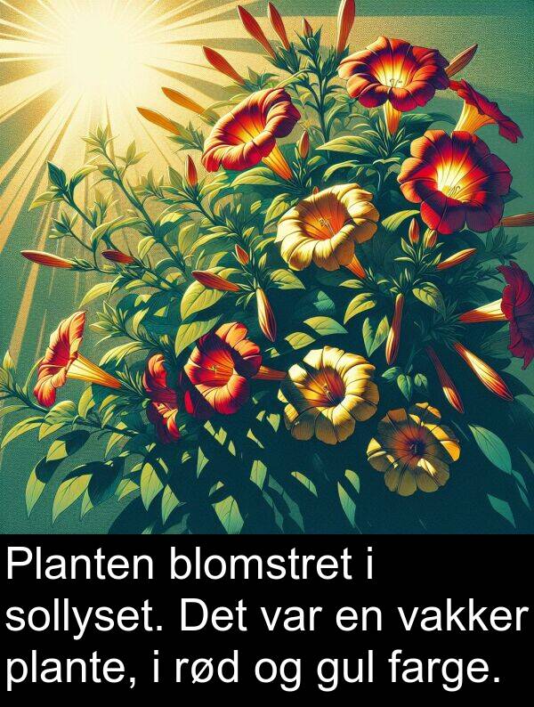 plante: Planten blomstret i sollyset. Det var en vakker plante, i rød og gul farge.