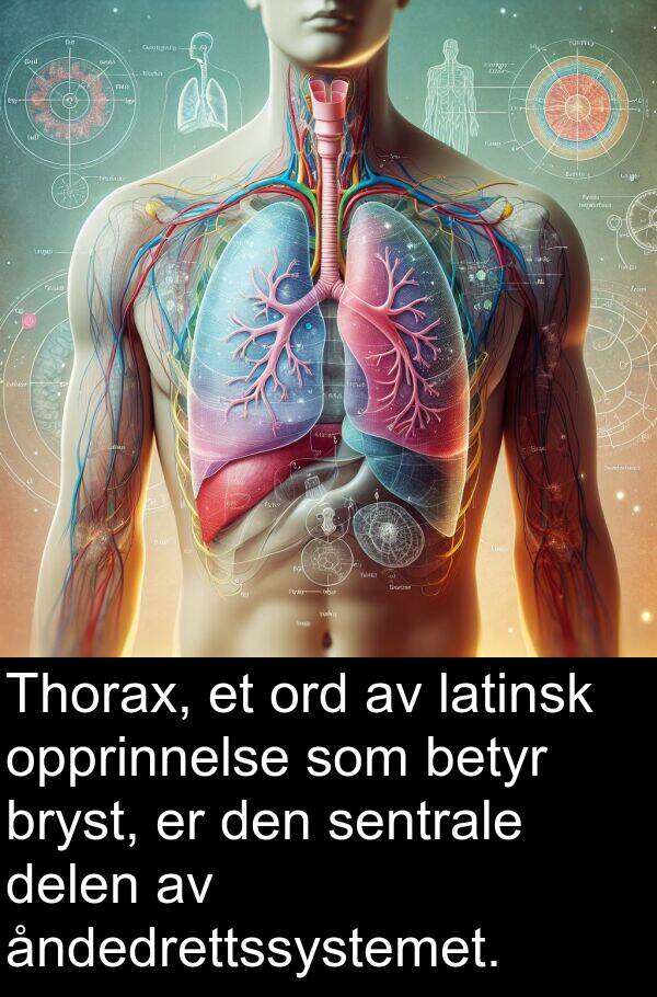 opprinnelse: Thorax, et ord av latinsk opprinnelse som betyr bryst, er den sentrale delen av åndedrettssystemet.