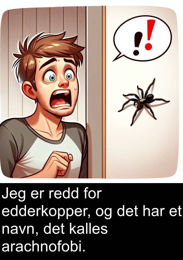 edderkopper: Jeg er redd for edderkopper, og det har et navn, det kalles arachnofobi.