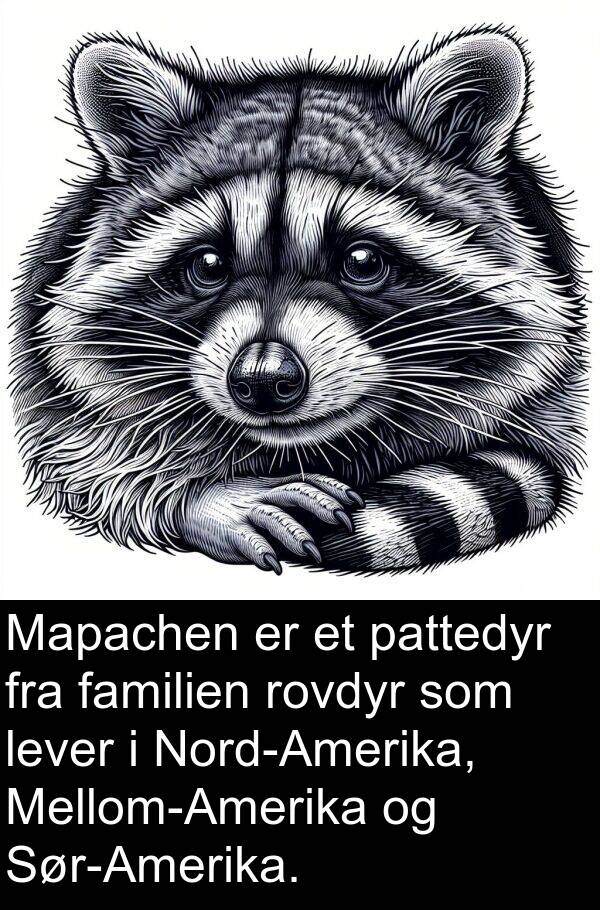 pattedyr: Mapachen er et pattedyr fra familien rovdyr som lever i Nord-Amerika, Mellom-Amerika og Sør-Amerika.