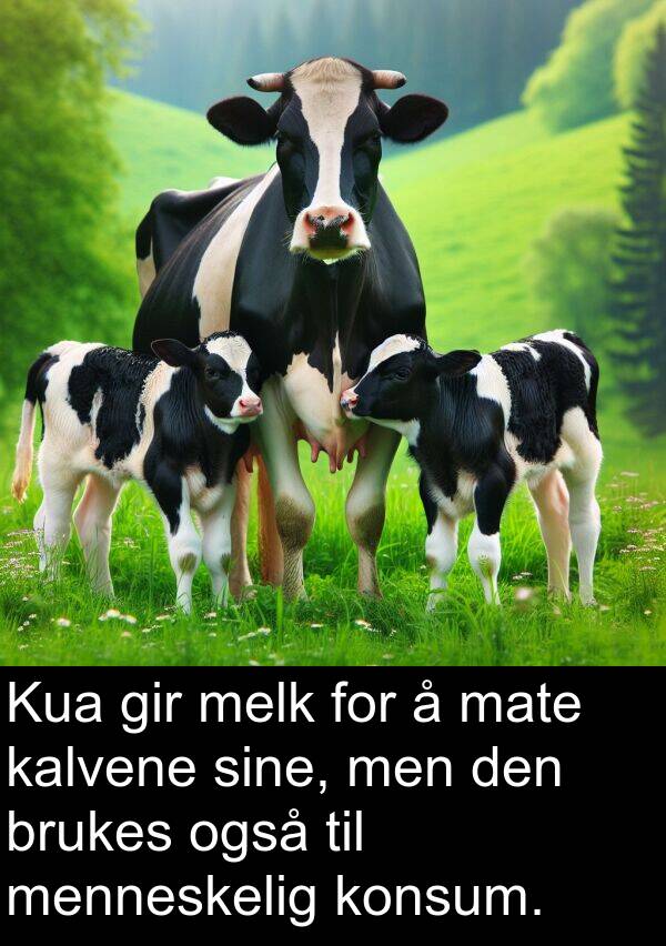 gir: Kua gir melk for å mate kalvene sine, men den brukes også til menneskelig konsum.