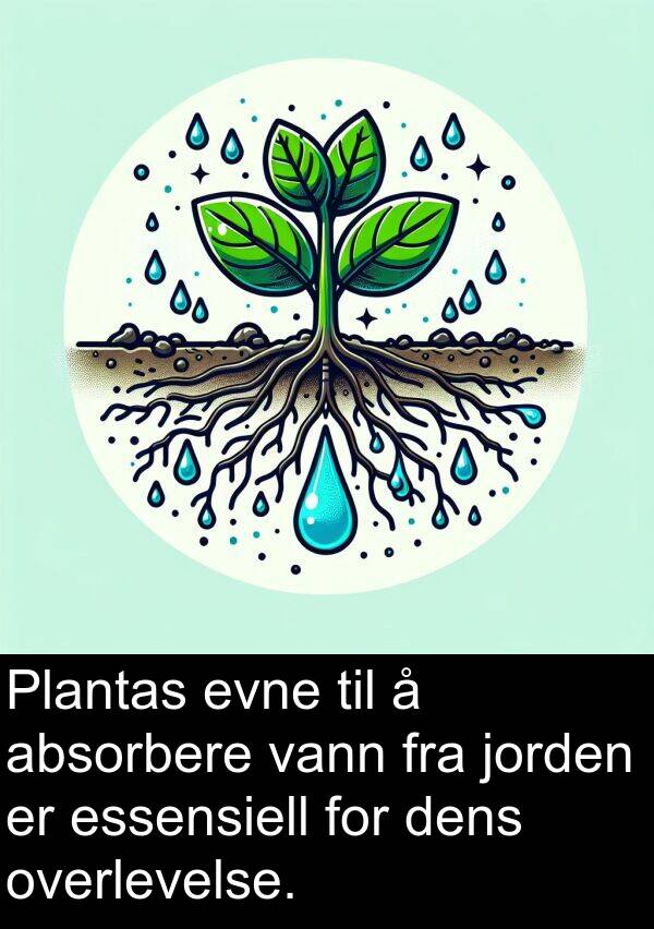 jorden: Plantas evne til å absorbere vann fra jorden er essensiell for dens overlevelse.