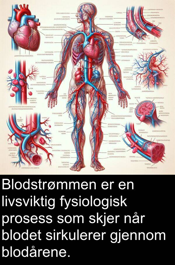 livsviktig: Blodstrømmen er en livsviktig fysiologisk prosess som skjer når blodet sirkulerer gjennom blodårene.