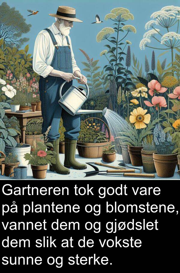 vannet: Gartneren tok godt vare på plantene og blomstene, vannet dem og gjødslet dem slik at de vokste sunne og sterke.