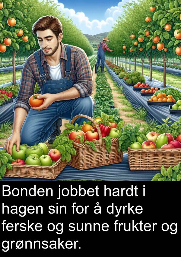 jobbet: Bonden jobbet hardt i hagen sin for å dyrke ferske og sunne frukter og grønnsaker.