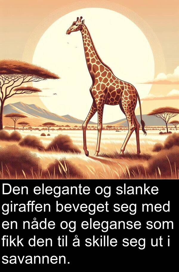 eleganse: Den elegante og slanke giraffen beveget seg med en nåde og eleganse som fikk den til å skille seg ut i savannen.