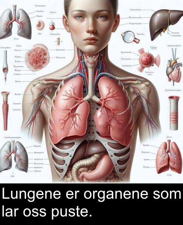 oss: Lungene er organene som lar oss puste.