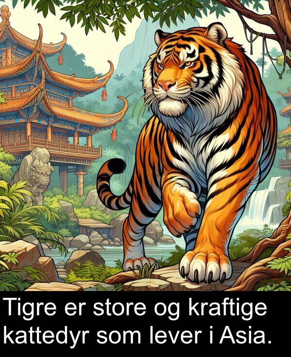 kattedyr: Tigre er store og kraftige kattedyr som lever i Asia.