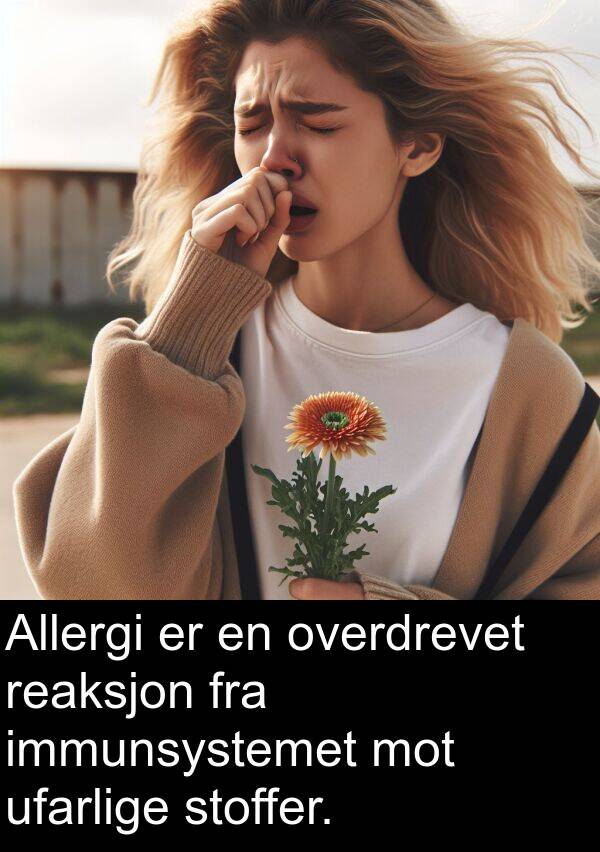 overdrevet: Allergi er en overdrevet reaksjon fra immunsystemet mot ufarlige stoffer.