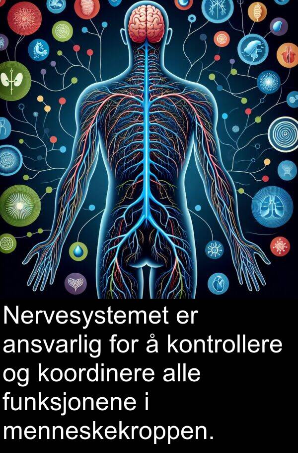 menneskekroppen: Nervesystemet er ansvarlig for å kontrollere og koordinere alle funksjonene i menneskekroppen.