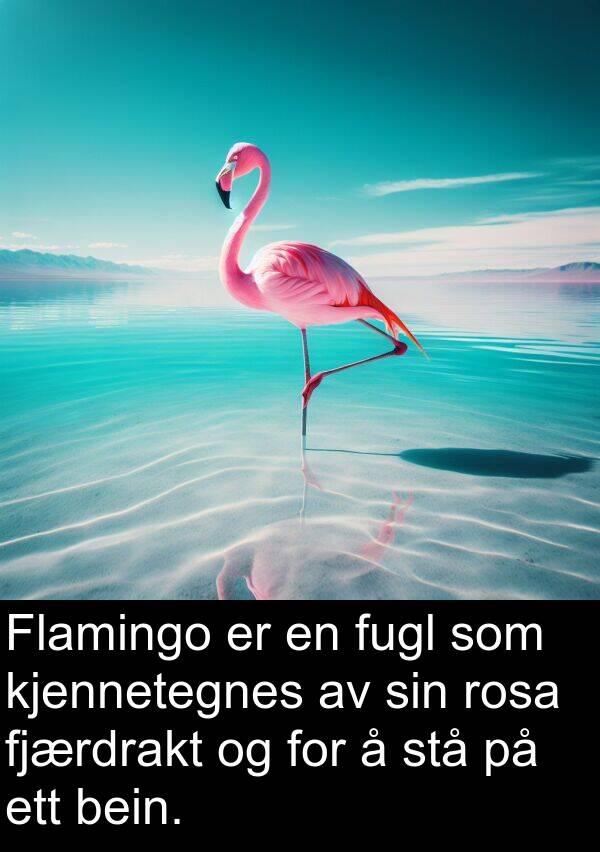 bein: Flamingo er en fugl som kjennetegnes av sin rosa fjærdrakt og for å stå på ett bein.