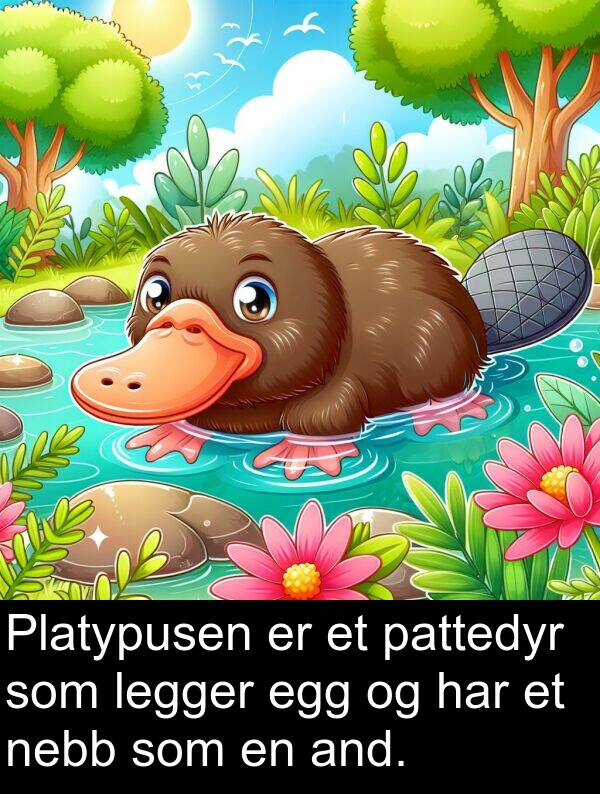 pattedyr: Platypusen er et pattedyr som legger egg og har et nebb som en and.