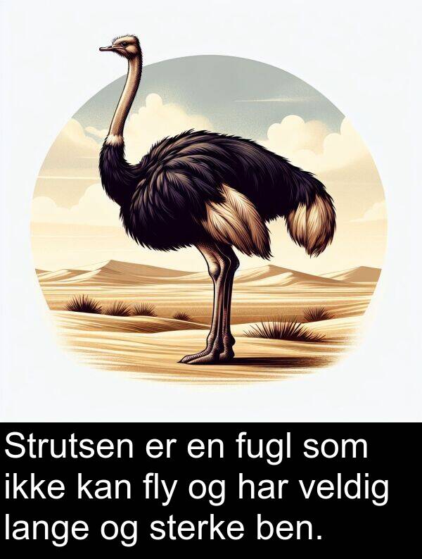 ben: Strutsen er en fugl som ikke kan fly og har veldig lange og sterke ben.