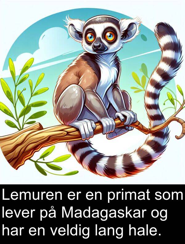 hale: Lemuren er en primat som lever på Madagaskar og har en veldig lang hale.