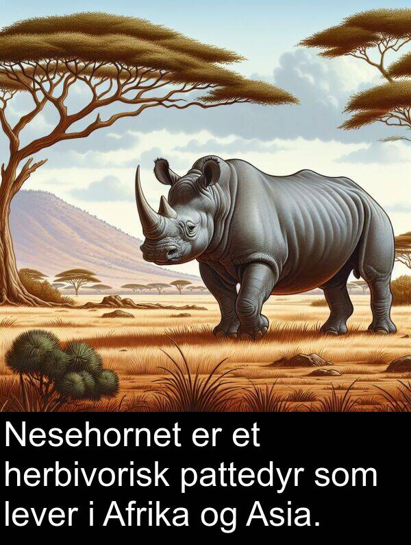 herbivorisk: Nesehornet er et herbivorisk pattedyr som lever i Afrika og Asia.