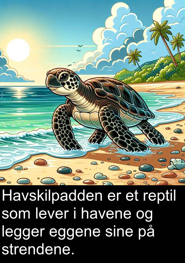 havene: Havskilpadden er et reptil som lever i havene og legger eggene sine på strendene.