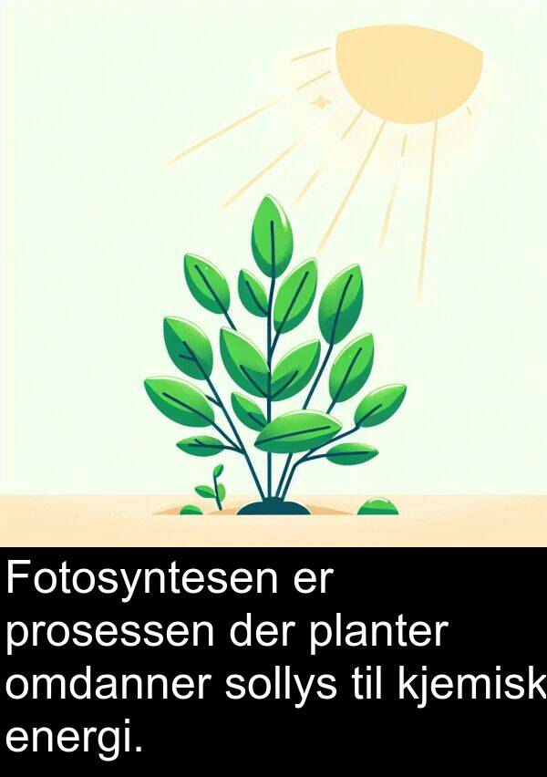 planter: Fotosyntesen er prosessen der planter omdanner sollys til kjemisk energi.