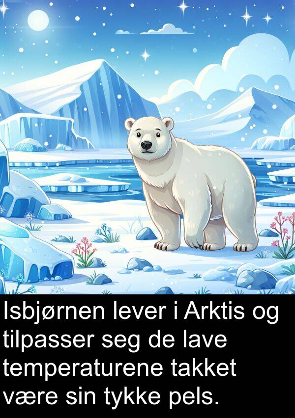 pels: Isbjørnen lever i Arktis og tilpasser seg de lave temperaturene takket være sin tykke pels.