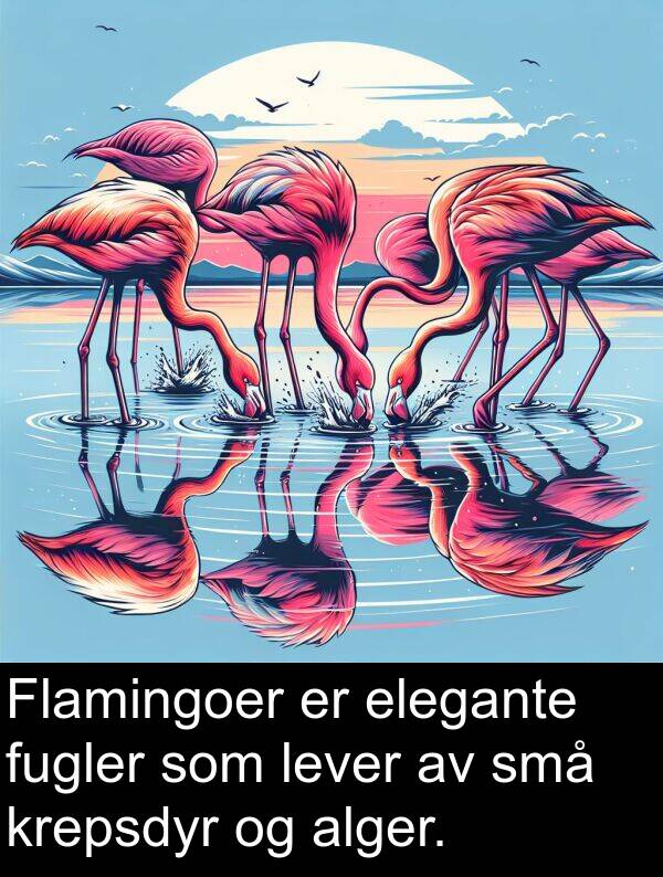 elegante: Flamingoer er elegante fugler som lever av små krepsdyr og alger.