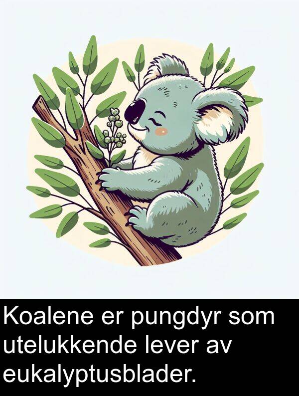 eukalyptusblader: Koalene er pungdyr som utelukkende lever av eukalyptusblader.