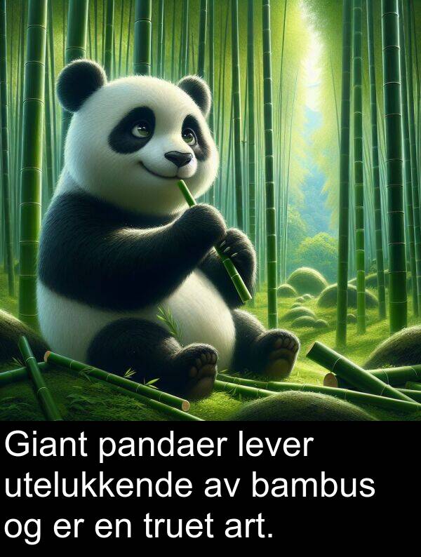 pandaer: Giant pandaer lever utelukkende av bambus og er en truet art.