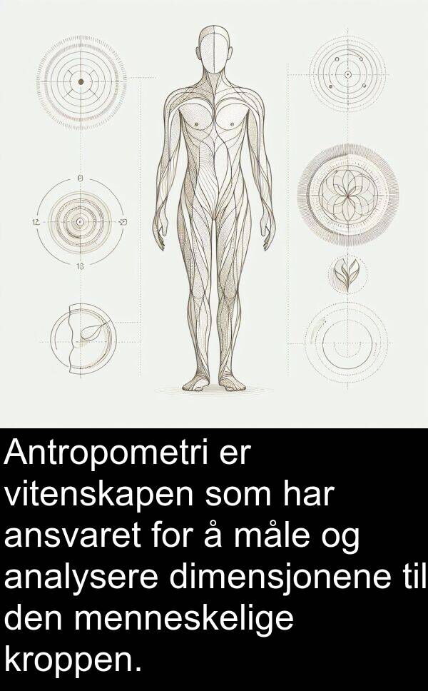 måle: Antropometri er vitenskapen som har ansvaret for å måle og analysere dimensjonene til den menneskelige kroppen.