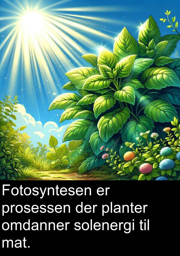 planter: Fotosyntesen er prosessen der planter omdanner solenergi til mat.