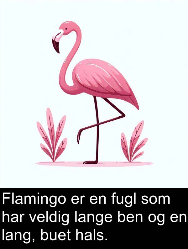 ben: Flamingo er en fugl som har veldig lange ben og en lang, buet hals.