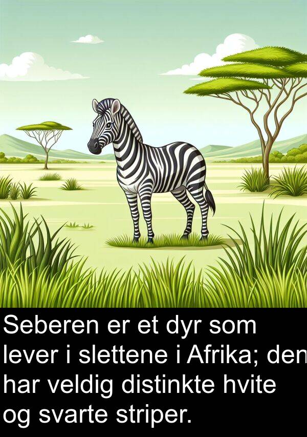 distinkte: Seberen er et dyr som lever i slettene i Afrika; den har veldig distinkte hvite og svarte striper.