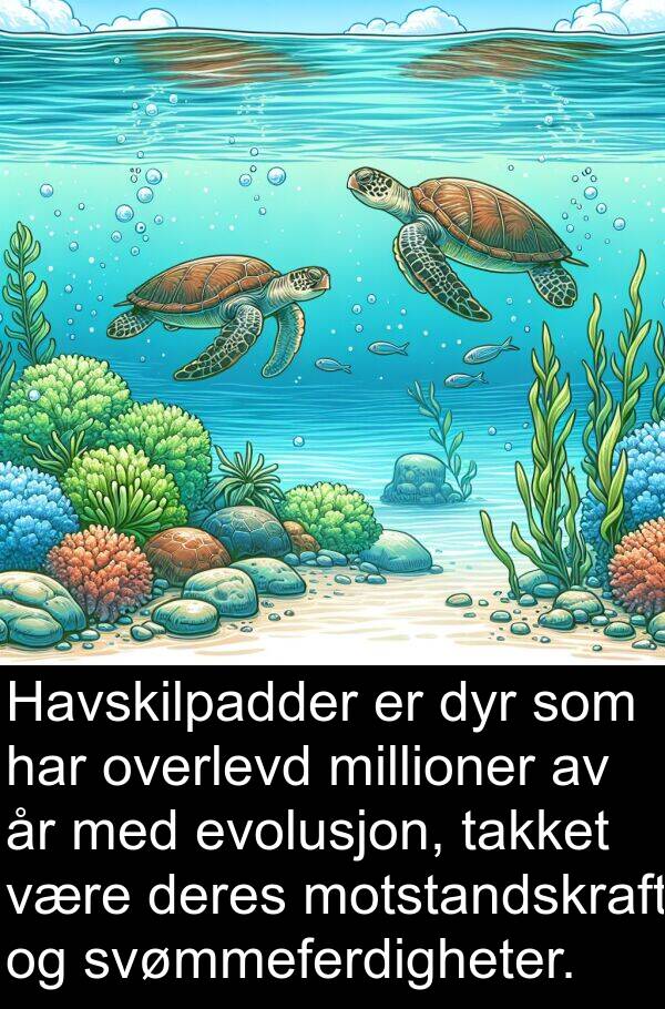 dyr: Havskilpadder er dyr som har overlevd millioner av år med evolusjon, takket være deres motstandskraft og svømmeferdigheter.