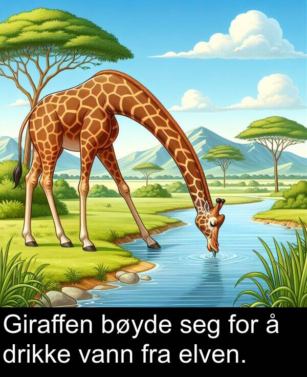 vann: Giraffen bøyde seg for å drikke vann fra elven.