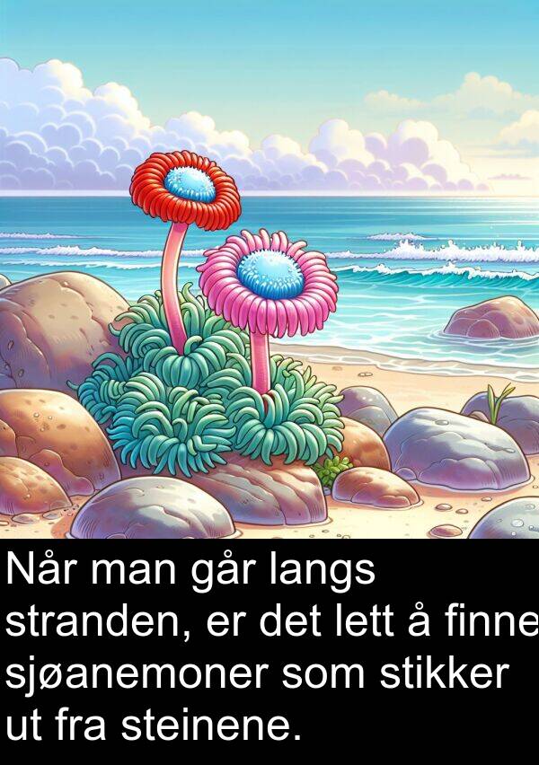 man: Når man går langs stranden, er det lett å finne sjøanemoner som stikker ut fra steinene.