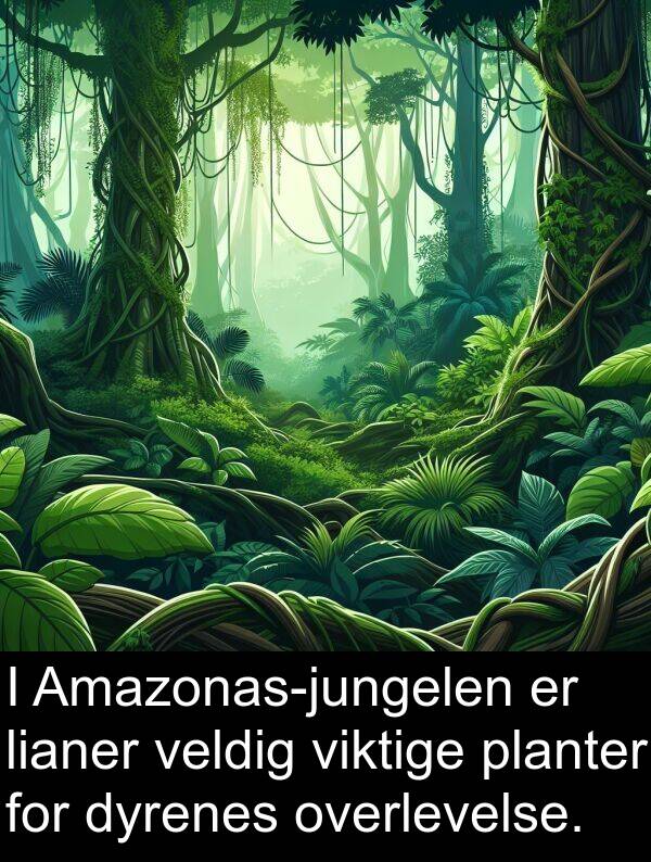 planter: I Amazonas-jungelen er lianer veldig viktige planter for dyrenes overlevelse.