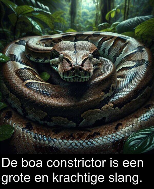 grote: De boa constrictor is een grote en krachtige slang.