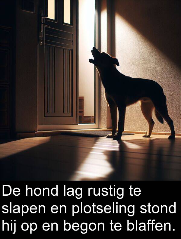 lag: De hond lag rustig te slapen en plotseling stond hij op en begon te blaffen.