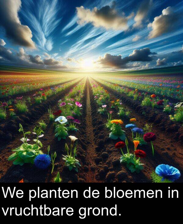 planten: We planten de bloemen in vruchtbare grond.