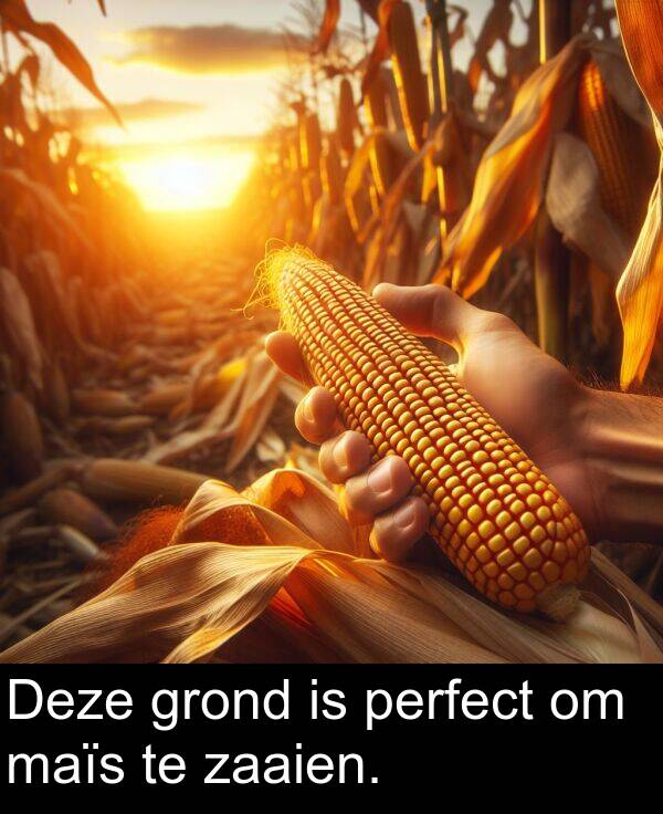 zaaien: Deze grond is perfect om maïs te zaaien.