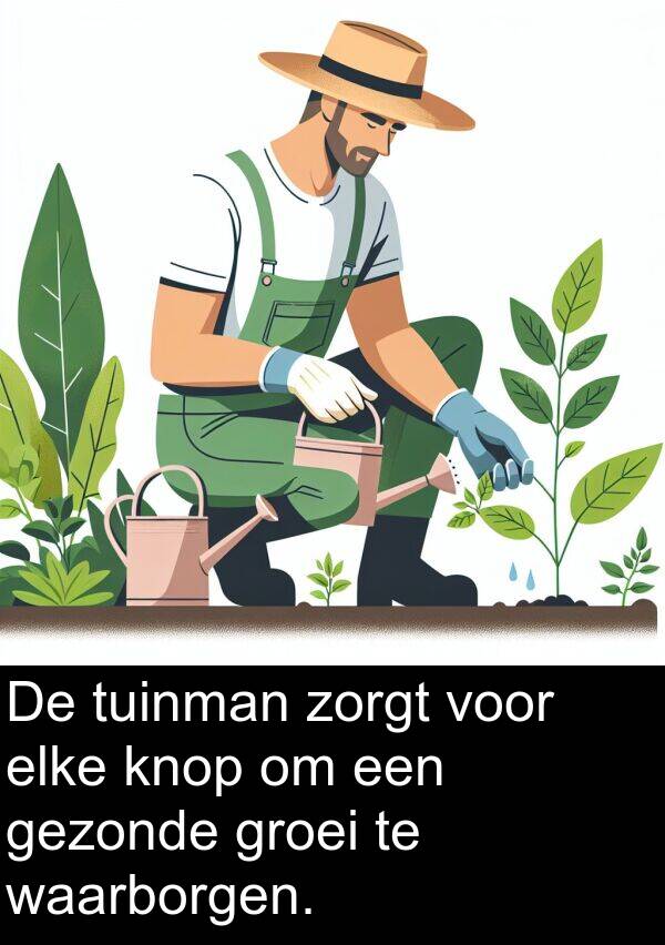 elke: De tuinman zorgt voor elke knop om een gezonde groei te waarborgen.