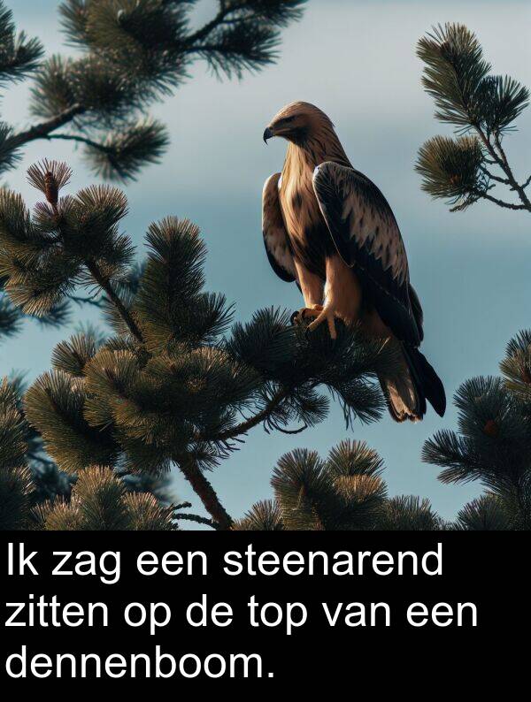 zitten: Ik zag een steenarend zitten op de top van een dennenboom.