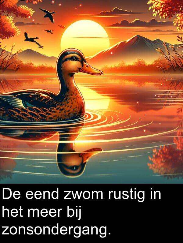 bij: De eend zwom rustig in het meer bij zonsondergang.