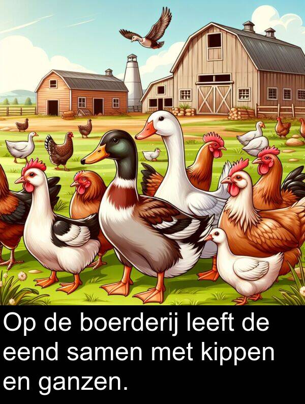 samen: Op de boerderij leeft de eend samen met kippen en ganzen.