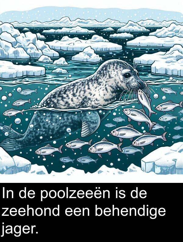 zeehond: In de poolzeeën is de zeehond een behendige jager.